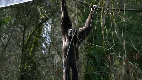 Monkey climbs on ropes Stock Footage 117439072