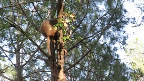 Monkey climbs on a tree Stock Footage 246984375