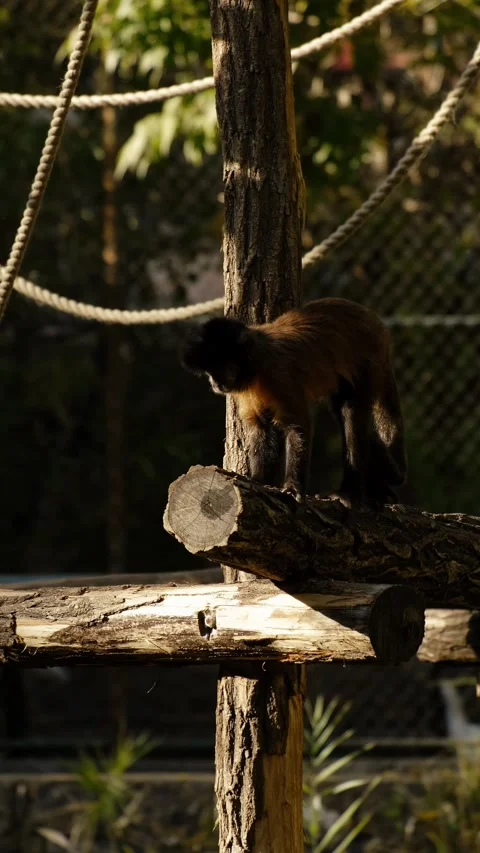 A monkey climbs a tree inside a zoo enclosure, surrounded by green foliage and Stock Footage 325739802