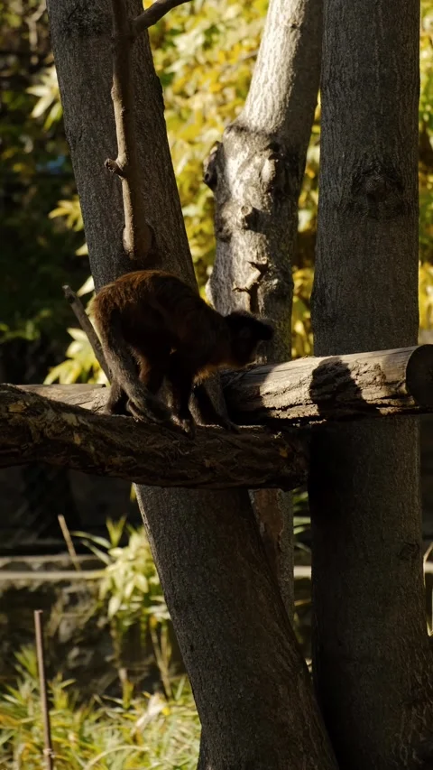 A monkey climbs a tree inside a zoo enclosure, surrounded by green foliage and Stock Footage 325739874