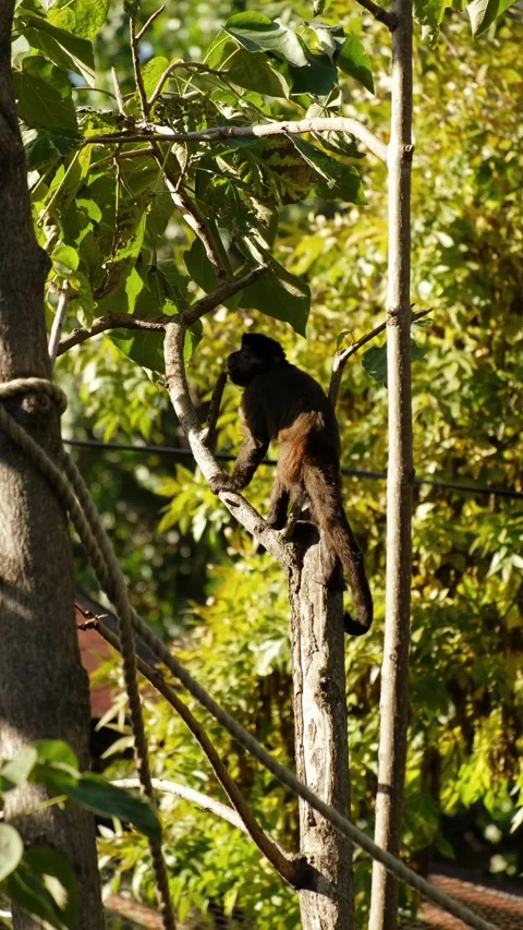 A monkey climbs a tree inside a zoo enclosure, surrounded by green foliage and Stock Footage 325740028