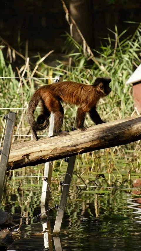 A monkey climbs a tree inside a zoo enclosure, surrounded by green foliage and Stock Footage 325740161