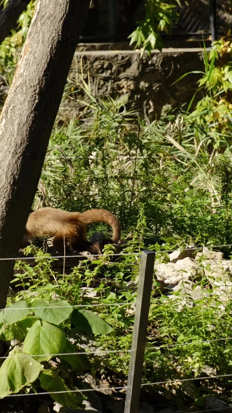 A monkey climbs a tree inside a zoo enclosure, surrounded by green foliage and Stock Footage 325741354