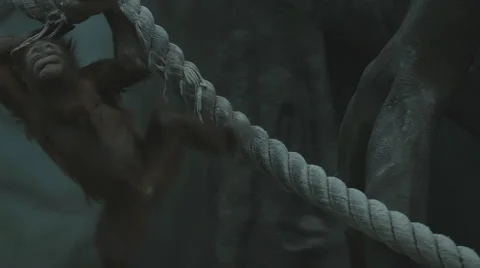 The monkey climbs up the tree in the park Video stock 59186294