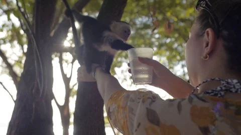 Monkey Climbs onto Women's Hand Video stock 78519923