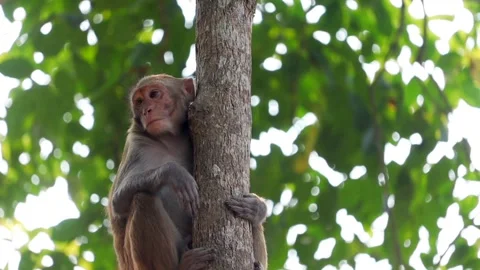 Monkey clinging to tree trunk in forest 스톡 동영상 332612017