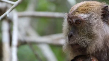 Monkey Close Up Stock Footage 85568054