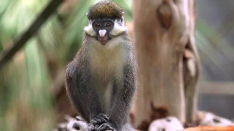 Monkey close up Stock Footage 280367005