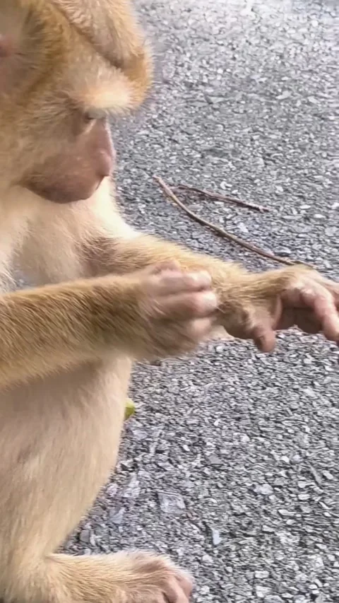 Monkey close up Stock Footage 281624774