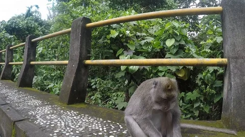 Monkey close-up head, eating a fruit in the forest in Ubud, Bali, Indonesia Stock Footage 119818160