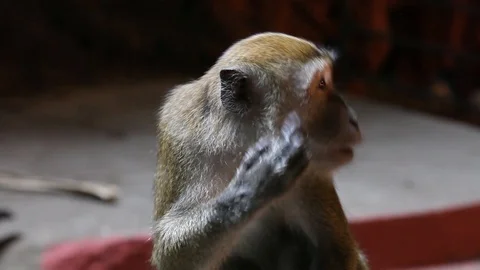 Monkey Close Up looking to right Stock Footage 104417577