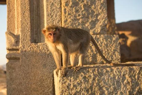 Monkey close up Stock Photos