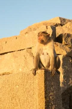 Monkey close up Stock Photos