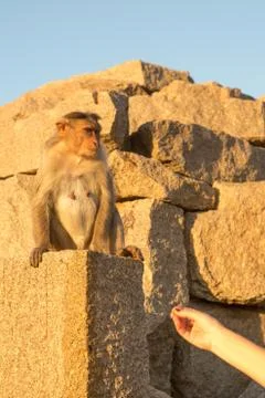 Monkey close up Stock Photos