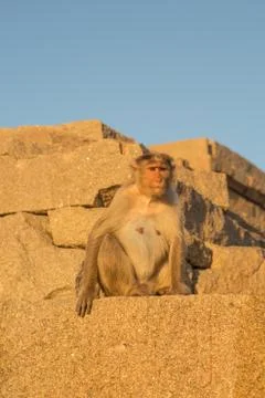 Monkey close up Stock Photos