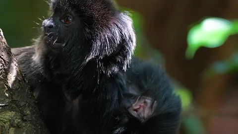 Monkey Close Up Portrait Stock Footage 323142565