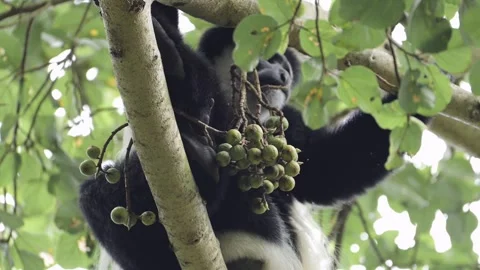 Monkey Close Up Portrait in Trees in Africa, Black and White Colobus Monkeys in Stock Footage 298214579