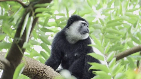 Monkey Close Up Portrait in Trees in Africa, Black and White Colobus Monkeys in Stock Footage 298216638