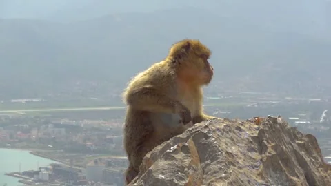 Monkey close up shot with the city scenary in the background Stock Footage 266299563
