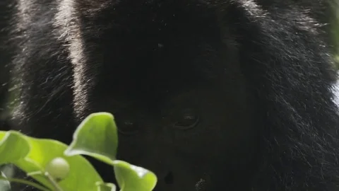 Monkey (close up shot) Stock Footage 82950773