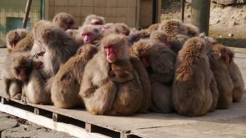 Monkey close together Stock Photos