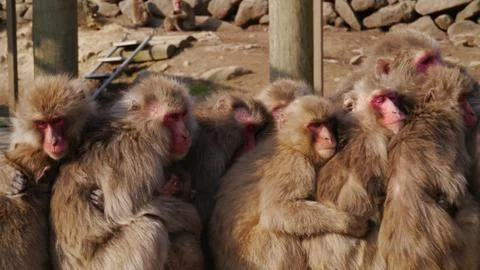 Monkey close together Stock Photos