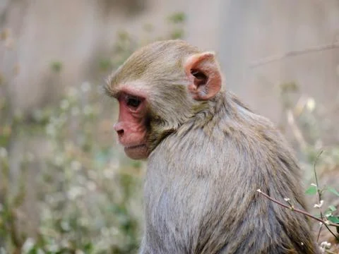 Monkey Closeup Photo Stock Photos