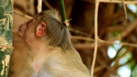 Monkey closeup sitting on a tree from indian zoo Stock Footage 108728897