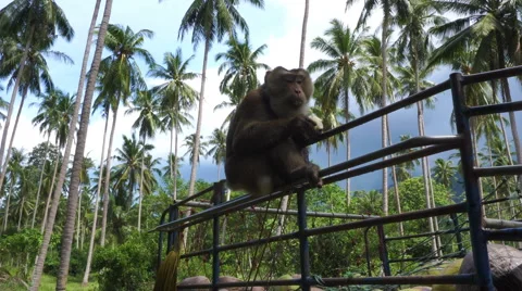 Monkey coconut gatherer sit on pickup truck and eat coconuts Stock Footage 67551114