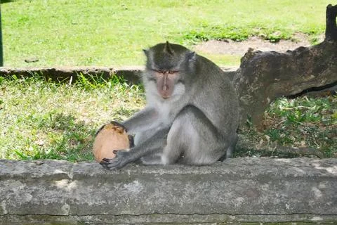 Monkey with coconut in the park Stock Photos