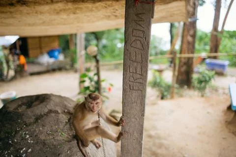Monkey in collar on a chain on the beach called freedom Stock Photos