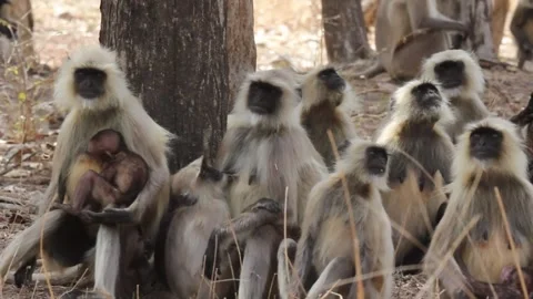 Monkey colony - Ranthambore India  Stock Footage 272399020