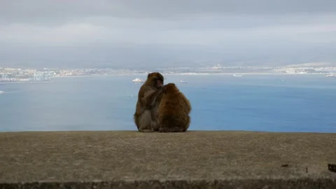 Monkey combing other monkey, Gibraltar hill Video stock 223719313