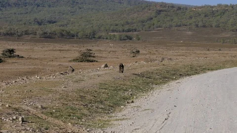 The Monkey Comes Along The Road In The African Savannah In The Dry Season Stock Footage 97623048