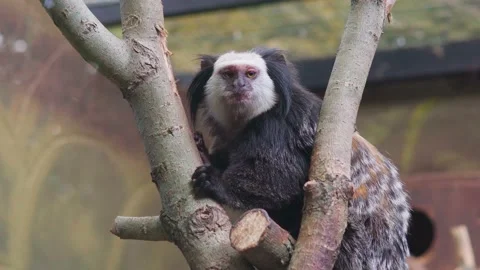 Monkey, "common marmoset", behind the glass in the zoo Vídeos de archivo 136459692