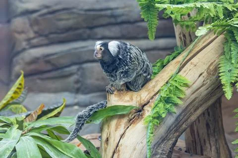 Monkey common marmoset sits on a large dry tree trunk Stock Photos