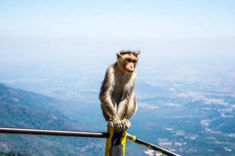 Monkey is a common name that may refer to groups or species of mammals Stock-Fotos