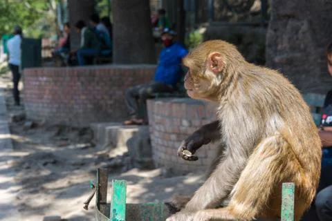 The monkey in the complex Pashupatinath Temple, Nepal. Stock Photos