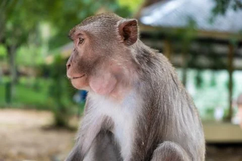 Monkey. The concept of animals in the zoo. Stock Photos