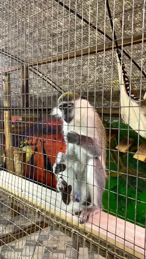A monkey in a contact zoo in an enclosure. Stock Footage 342794439
