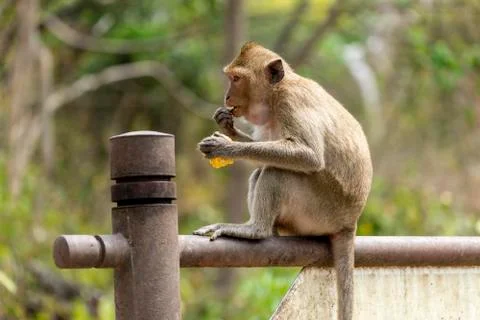 Monkey with corncob Foto stock