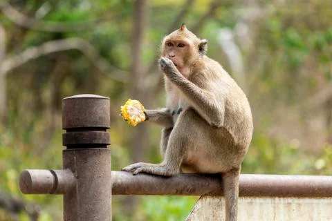 Monkey with corncob Foto stock