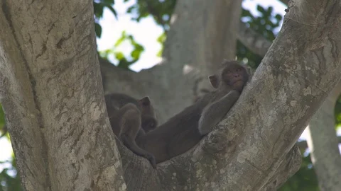 Monkey couple lying on tree branch in green tropical forest. Close up monkeys Video stock 96738392