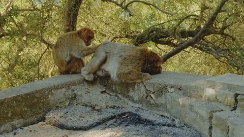 Monkey couple picking in fur of each other looking for insects Stock-Footage 85960048