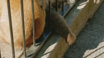 Monkey couple picking in fur of each other looking for insects Stock Footage 85961203