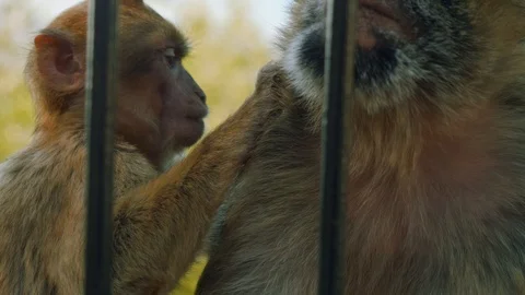 Monkey couple picking in fur of each other looking for insects Stock Footage 85961900