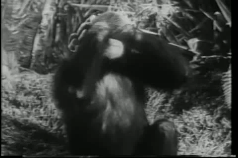 Monkey covering his eyes Stock-Footage 11348997