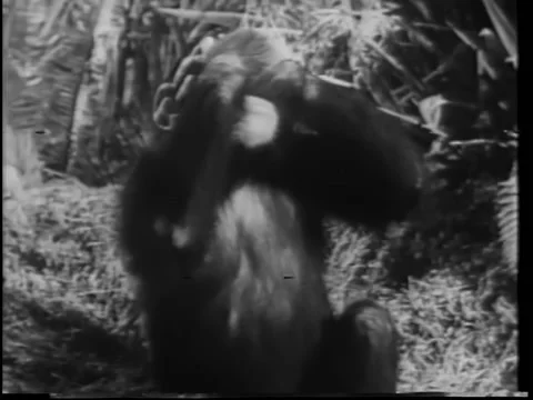 Monkey covering his eyes Stock Footage 260248964