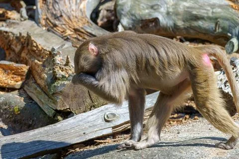 Monkey covers its face while walking near logs in a zoo during daytime Stock Photos