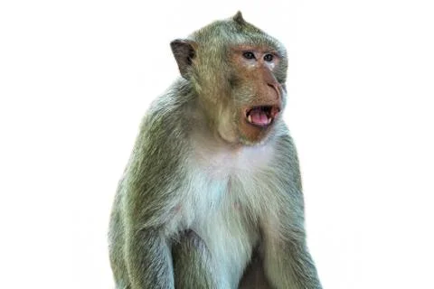 Monkey Crab-eating Macaque isolate on white background - Image 스톡 사진